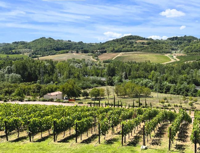 Chianti vineyards